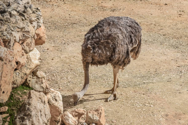 istock Common ostrich, Struthio camelus, ostrich, a large flightless bird. Top view 1171364833