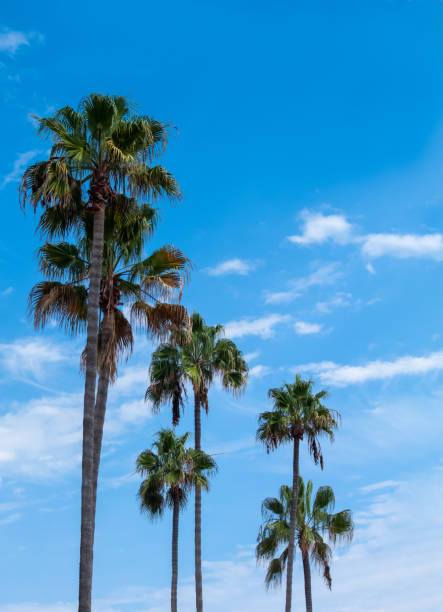 tall palm trees blue sky tall palm trees blue sky and clouds background newport beach california stock pictures, royalty-free photos & images