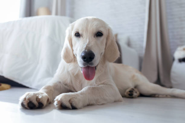 istock Beatiful golden dog looking at camera while lying on the floor at home. 1171367204