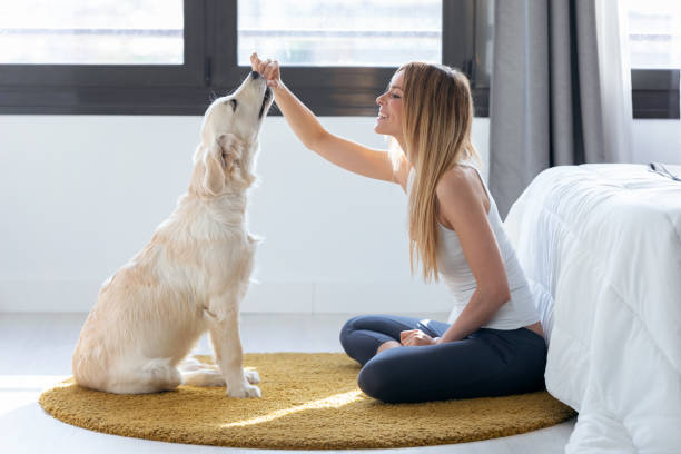 istock Pretty young woman feeding her dog while having fun at home. 1171367286