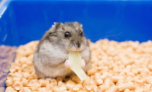 little hamster eats and sits in his house on the litter