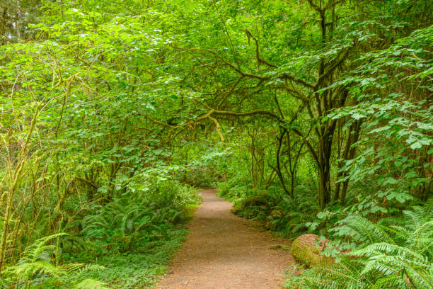 sendero de senderismo en el bosque de secuoyas - rainforest redwood sequoia footpath fotografías e imágenes de stock