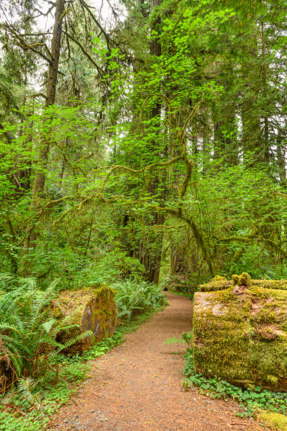 istock Hiking Path in Redwood Forest 1171368465