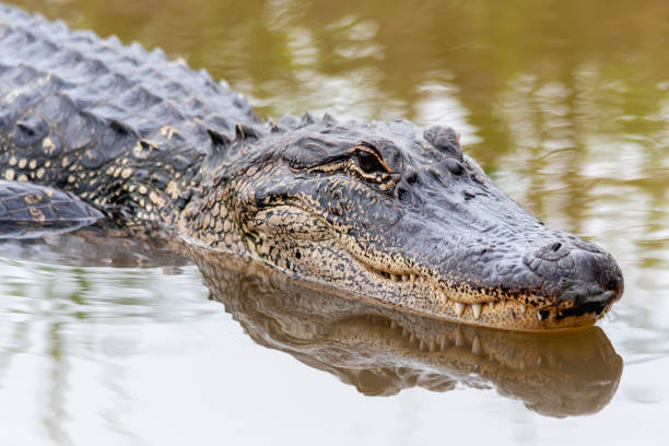 american alligator nadando en el pantano de primavera - caimán fotografías e imágenes de stock