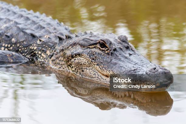 Cá Sấu Mỹ Bơi Trong Đầm Lầy Mùa Xuân Hình Ảnh Sẵn Có - Tải Xuống Hình