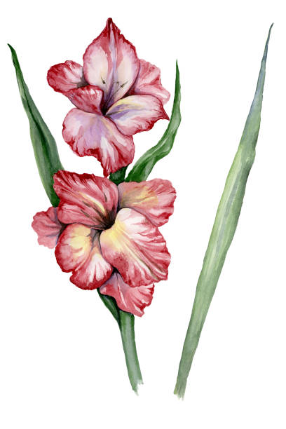 흰색 배경에 고립 된 아름다운 보라색 글라디올루스 꽃. 수채화 그림입니다. 인사말 카드, 천 인쇄, 직물에 사용할 수 있습니다. - gladiolus flower iris design stock illustrations