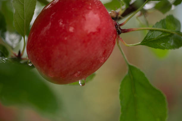 istock One bright red ripe apples with water droplets on the tree with green leaves. 1171370352