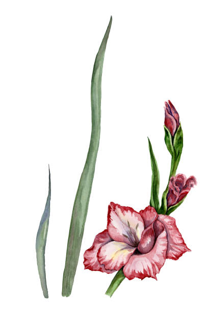 흰색 배경에 고립 된 아름다운 보라색 글라디올루스 꽃. 수채화 그림입니다. 인사말 카드, 천 인쇄, 직물에 사용할 수 있습니다. - gladiolus flower iris design stock illustrations
