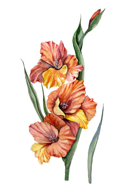 illustrations, cliparts, dessins animés et icônes de belle fleur pourpre de gladiolus d'isolement sur le fond blanc. peinture à l'aquarelle. peut être employé pour des cartes de voeux, l'impression de tissu, le tissu. - flower purple gladiolus isolated