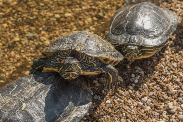 istock Red-eared turtles on the pond 1171372820