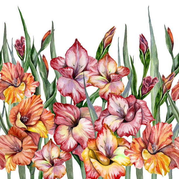 schöne gladiolenblüten mit grünen blättern auf weißem hintergrund. nahtlose exotische blumenmuster, grenze. aquarell- hand bemalt e-illustration. - gladiolus flower iris design stock-grafiken, -clipart, -cartoons und -symbole