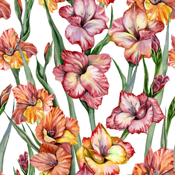 schöne gladiolen blumen und blätter auf weißem hintergrund. nahtlose exotische blumenmuster. aquarell- hand gezeichnete illustration. - gladiolus flower iris design stock-grafiken, -clipart, -cartoons und -symbole