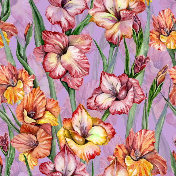 schöne gladiolen blumen und blätter auf lila hintergrund. nahtlose exotische blumenmuster. aquarell- hand gezeichnete illustration. - gladiolus flower iris design stock-grafiken, -clipart, -cartoons und -symbole