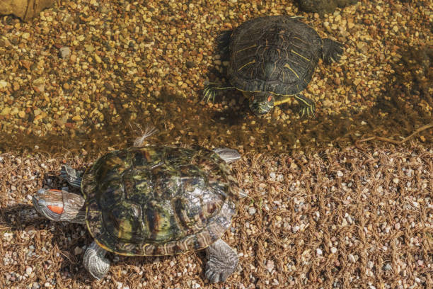 istock Red-eared turtles on the pond 1171373170