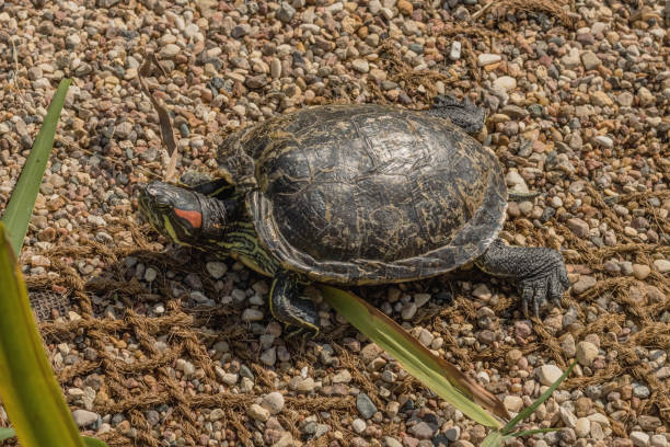 istock Red-eared turtles on the pond 1171373194