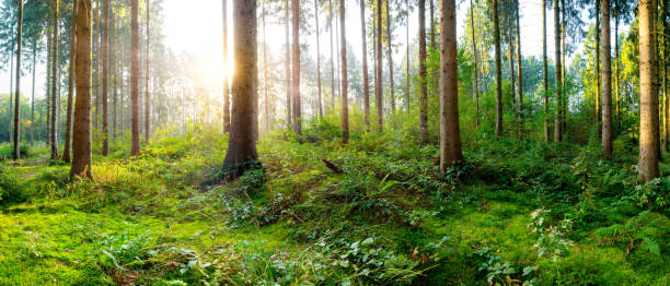 istock Beautiful foggy forest in bright sunlight 1171374019
