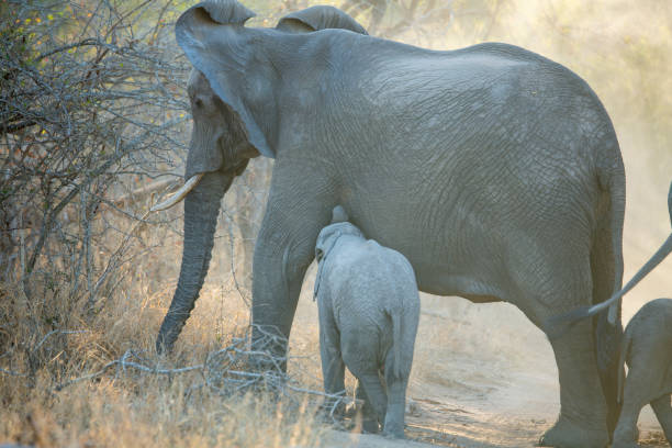 istock Breeding herd of elephant 1171374883