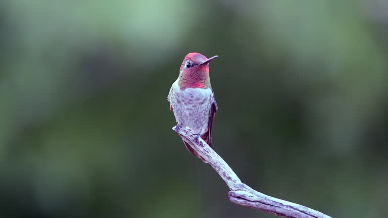 Male Anna's Hummingbird Flying to a Perch