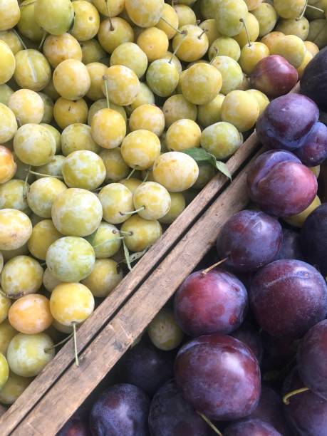istock plums and their near-relatives pluots 1171375763