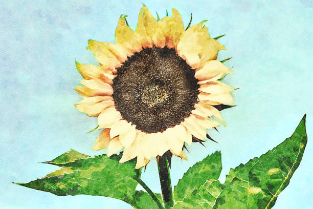 istock Portrait of blooming sunflower 1171377917