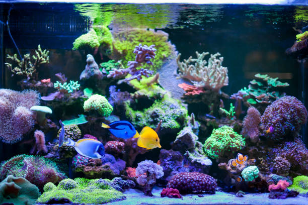 istock Home Coral reef aquarium 1171378119