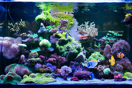 Home Coral acuario de arrecife photo