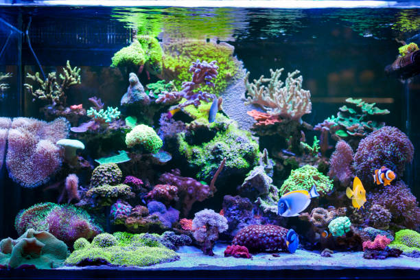 strona główna akwarium rafowe koralowe - animal fish tank aquatic beauty in nature zdjęcia i obrazy z banku zdjęć