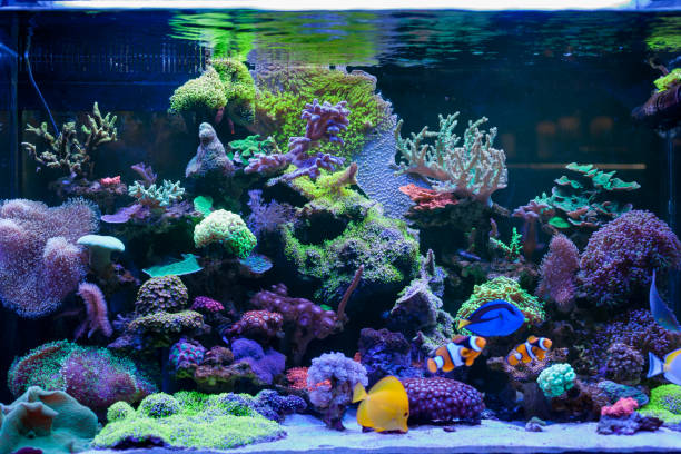 istock Home Coral reef aquarium 1171378121
