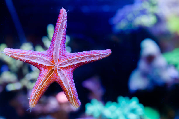 fromia elegans starfish dans l'aquarium de récif de corail de maison - nature macro reef animal photos et images de collection