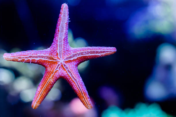 istock Fromia Elegans Starfish in Home Coral reef aquarium 1171378262