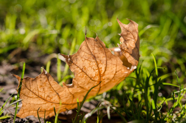 Fallen maple leaf in the park on the grass close-up. Dry fallen leaf. Autumn landscape.