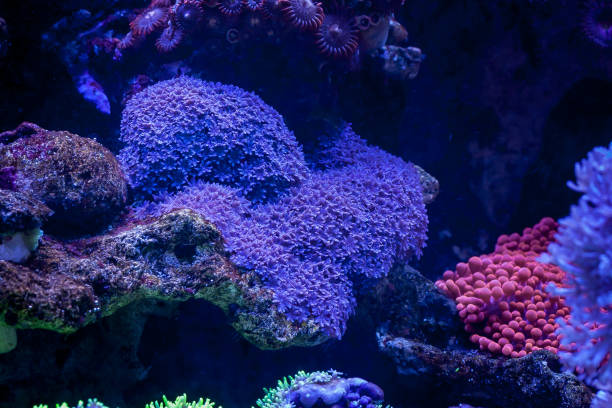 istock Cornularia in Home Coral reef aquarium. Selective focus. 1171386285
