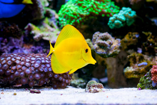 zebrasoma parpadea en el acuario de arrecife home coral. enfoque selectivo. - tropical fish saltwater fish butterflyfish fish fotografías e imágenes de stock