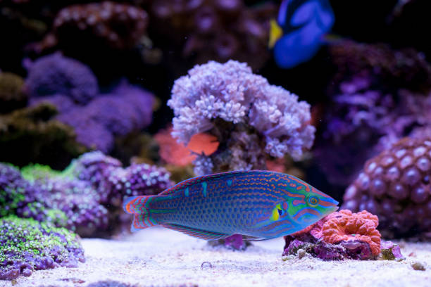 Halichoeres melanurus  in Home Coral reef aquarium. Selective focus. Halichoeres melanurus  in Home Coral reef aquarium. Selective focus. melanurus wrasse stock pictures, royalty-free photos & images