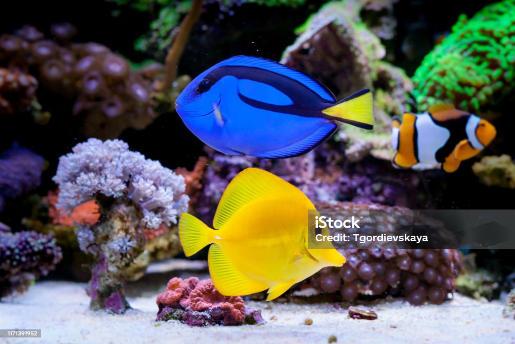 Paracanthurus hepatus, Blue tang  in Home Coral reef aquarium. Selective focus. Storage Tank Stock Photo