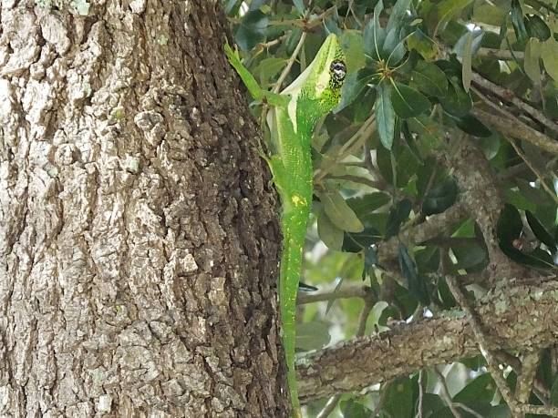 istock Cuban Knight Anole (Anolis equestris) climbing up a tree 1171392282