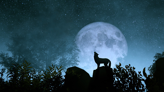 Lobo aullando a la luna photo