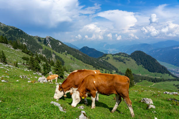 istock Cows grazing in tyrol alm Austria on the mountains milk cheese advertisement 1171396995