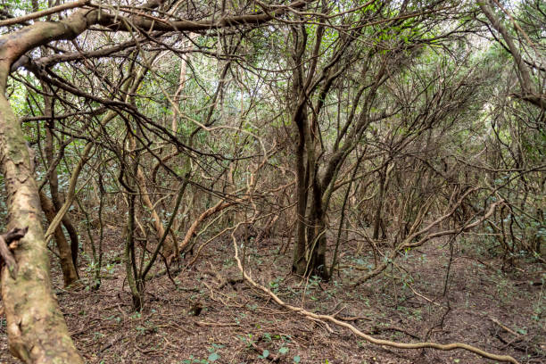 walking through the indigenous mountain, walk and excellent exercise in nature