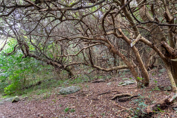 istock Indigenous mountain hike in Uruguay, South America 1171400281