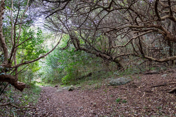 istock Indigenous mountain hike in Uruguay, South America 1171400326