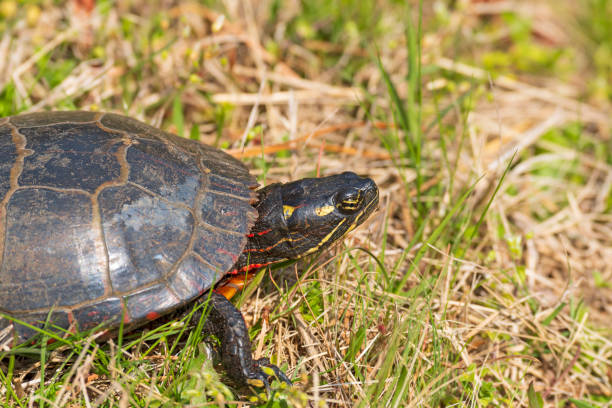 istock Head Deatails of an Eastern Painted Turtle 1171402104