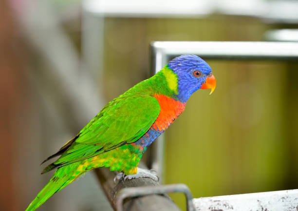istock Close up of Rainbow Lorikeet 1171404279