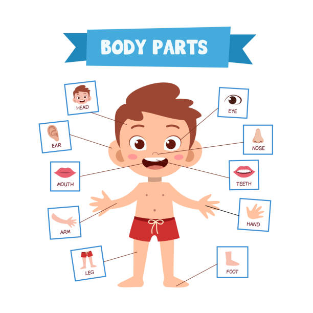 illustrazioni stock, clip art, cartoni animati e icone di tendenza di illustrazione vettoriale del corpo umano - arto parte del corpo