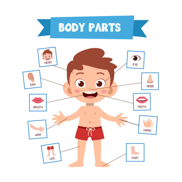 벡터 그림 의 인체 - 신체 부분 stock illustrations