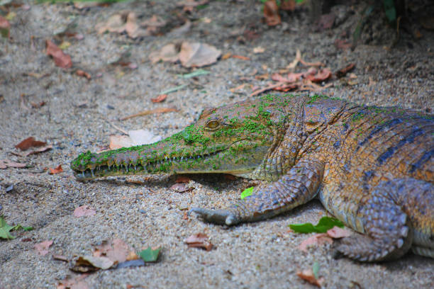 istock Australian fresh water crocodile 1171406976