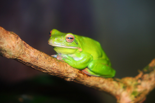 Australian green tree frog in Queensland rainforest