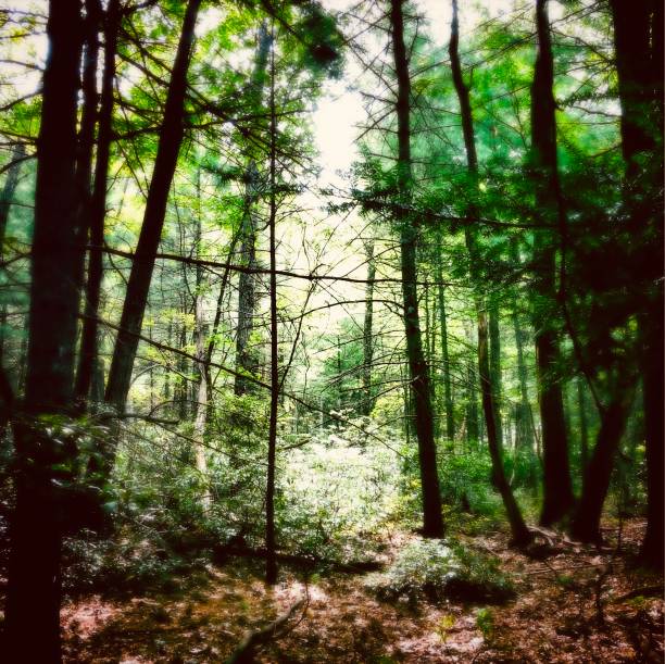 Scenes from a Forest - Northeast  USA