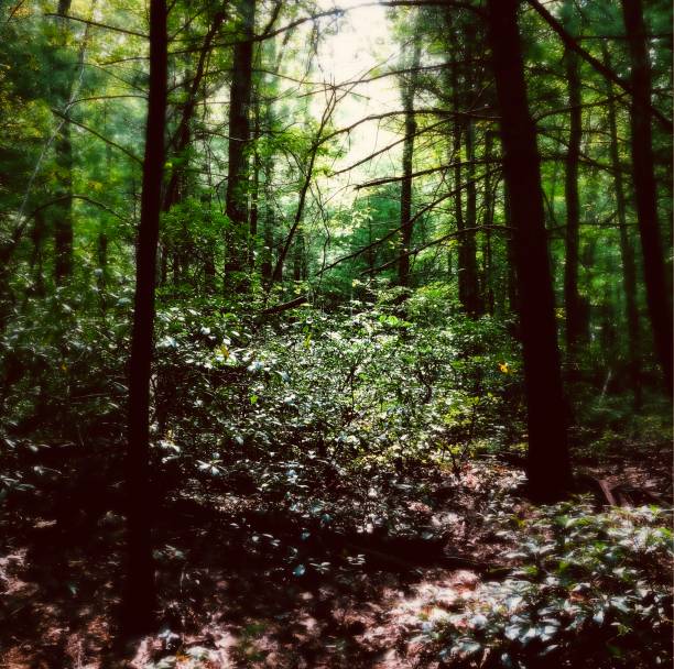 Scenes from a Forest - Northeast  USA