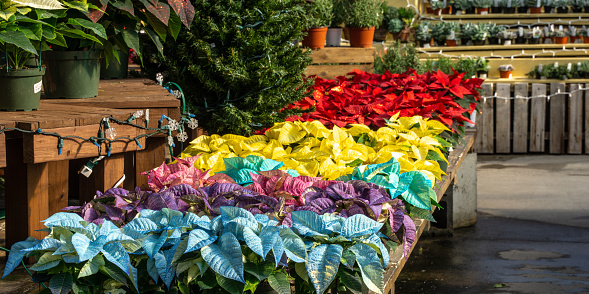 Colorful holiday poinsettia on display at green house.